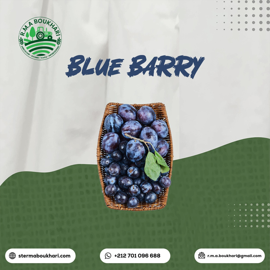 RMA BOUKHARI Blueberry Packaging